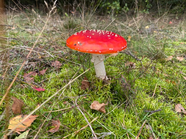 Genieten van prachtige paddenstoelen in het buurtbos