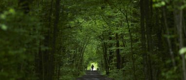 The Japanese practice of ‘forest bathing’ is scientificially proven to be good for you