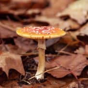 Oktober herfstwandeling