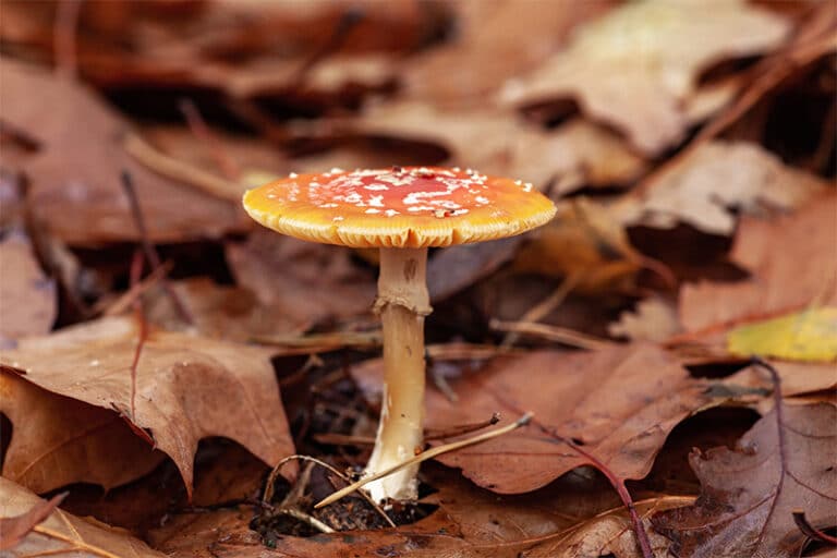 Oktober herfstwandeling