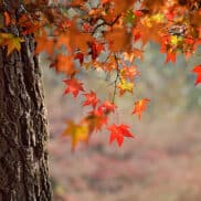 herfstwandeling lunteren