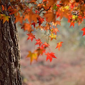 herfstwandeling lunteren