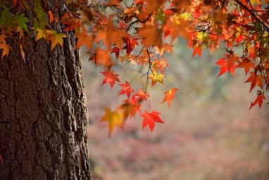 herfstwandeling lunteren