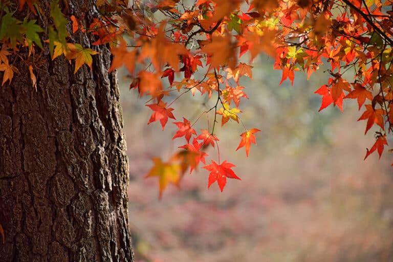herfstwandeling lunteren
