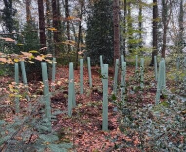 Bescherming jonge aanplant in het Luntersche Buurtbosch