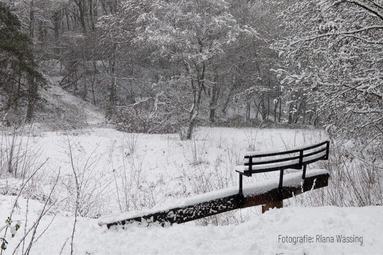 Winterwandeling in Het Luntersche Buurtbosch